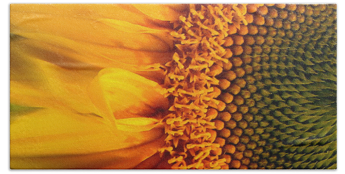 Sunflower Beach Towel featuring the photograph Delight by Elfriede Fulda