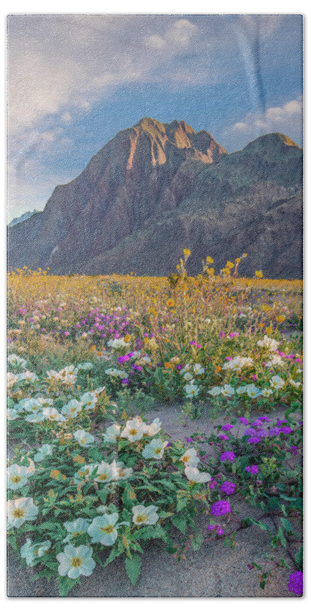 00568193 Beach Towel featuring the photograph Desert Sand Verbena, Desert Sunflower, And Desert Lily Spring Bloom, Anza-borrego Desert State Park, California by Tim Fitzharris