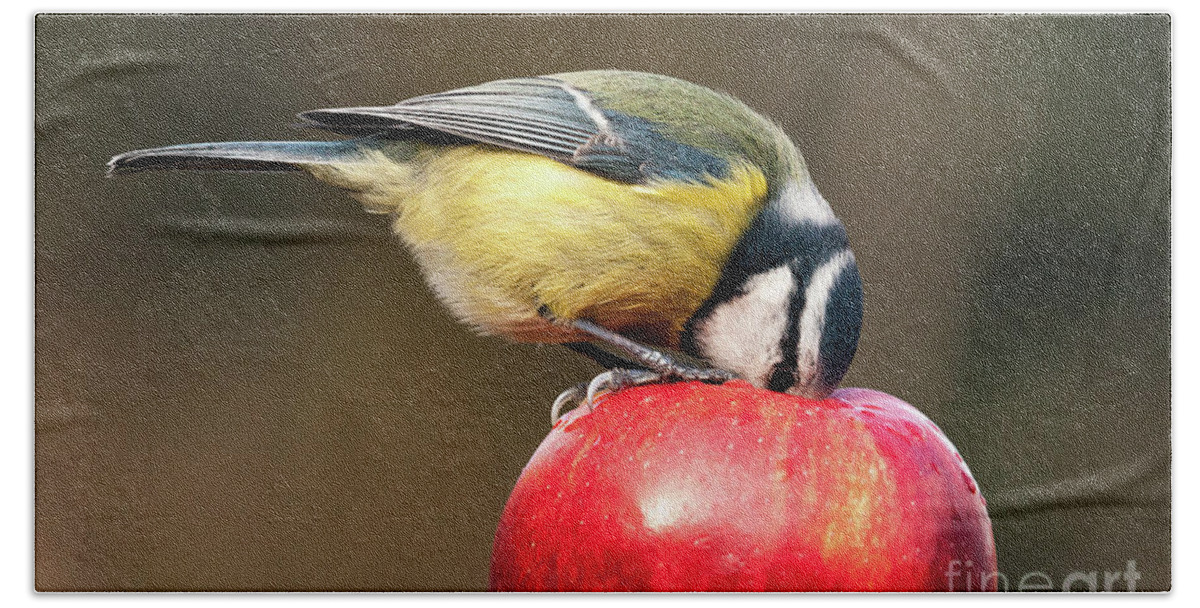 Britain Beach Towel featuring the photograph Detailed blue tit with beak inside a red apple by Simon Bratt