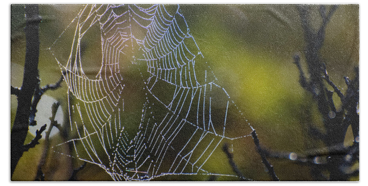 Spider Beach Sheet featuring the photograph Dew Drop In by Linda Bonaccorsi