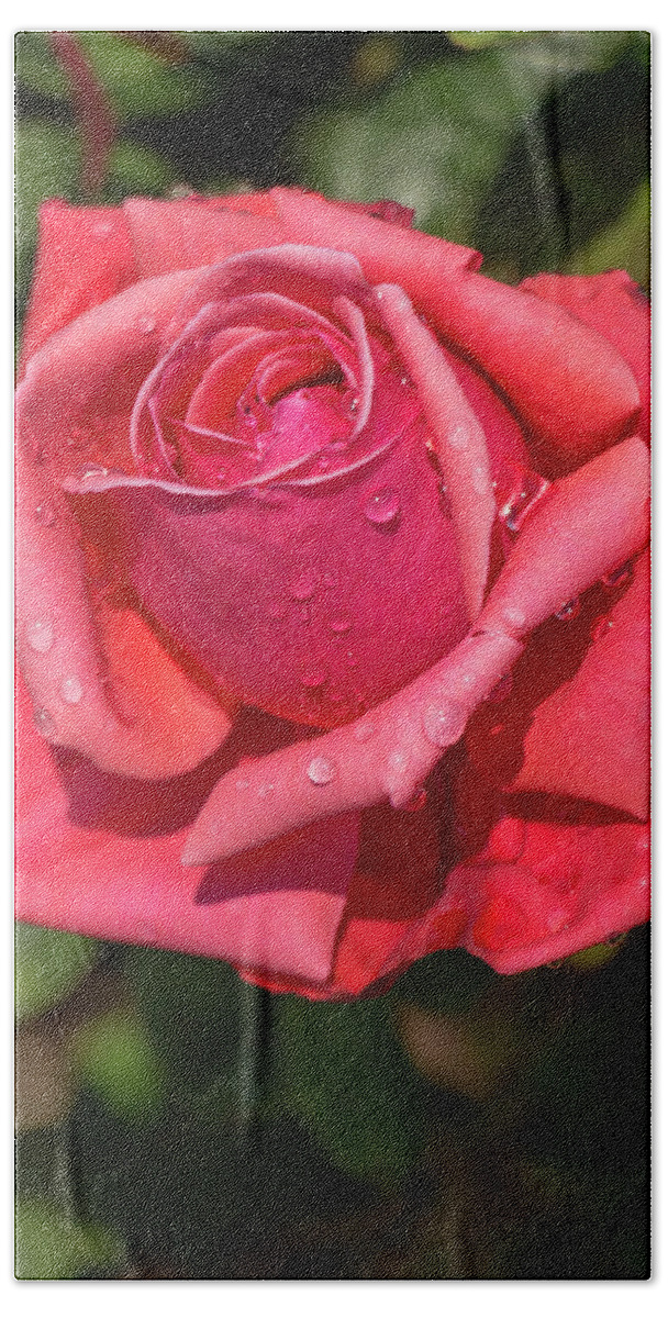 Rose Beach Towel featuring the photograph Dewy Rose by Dawn Cavalieri