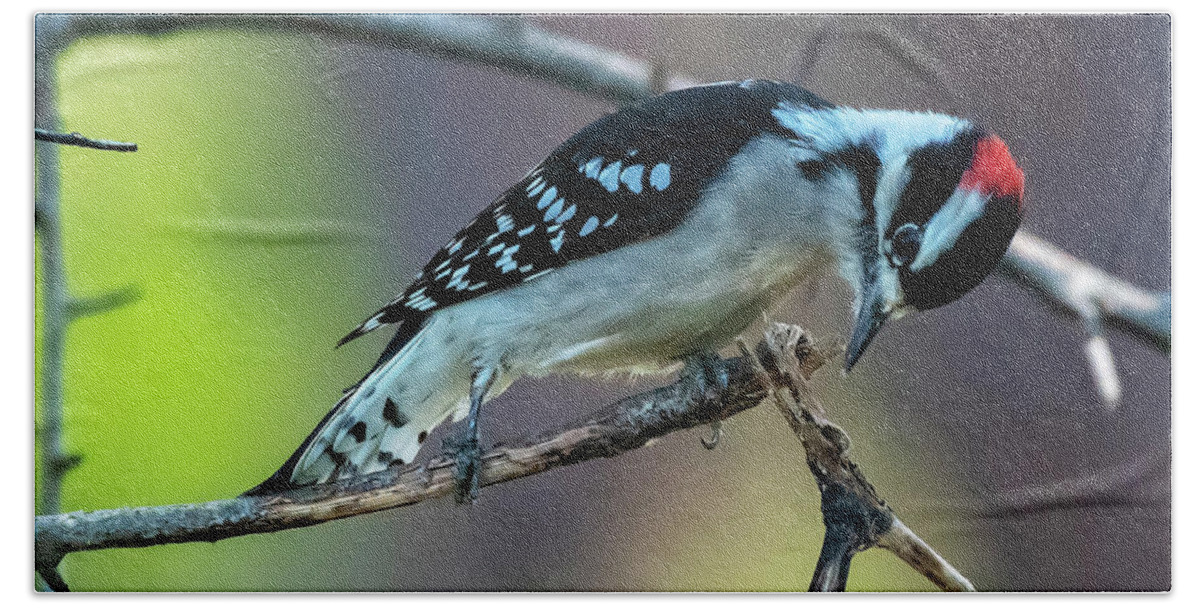 Woodpeckers Beach Towel featuring the photograph Downy Woodpecker by DB Hayes