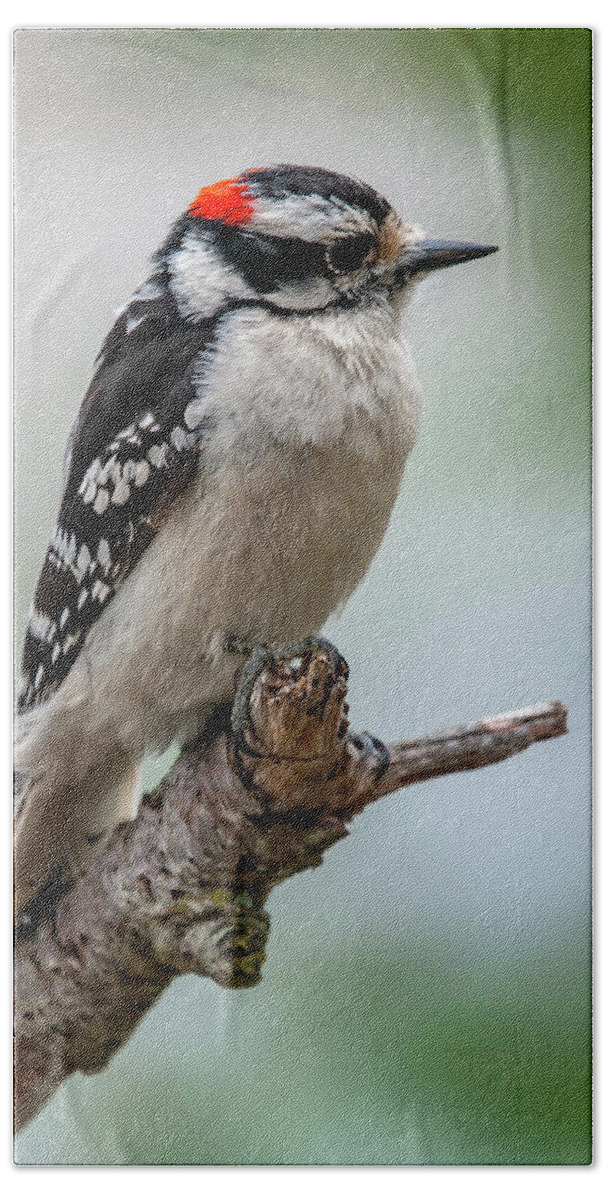 Bird Beach Towel featuring the photograph Downy Woodpecker by Cathy Kovarik