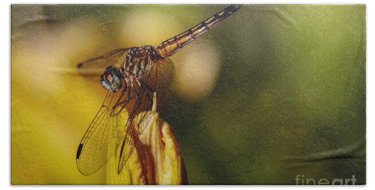 Dragonfly Beach Towel featuring the photograph Dragonfly in the Limelight by Susan Rydberg