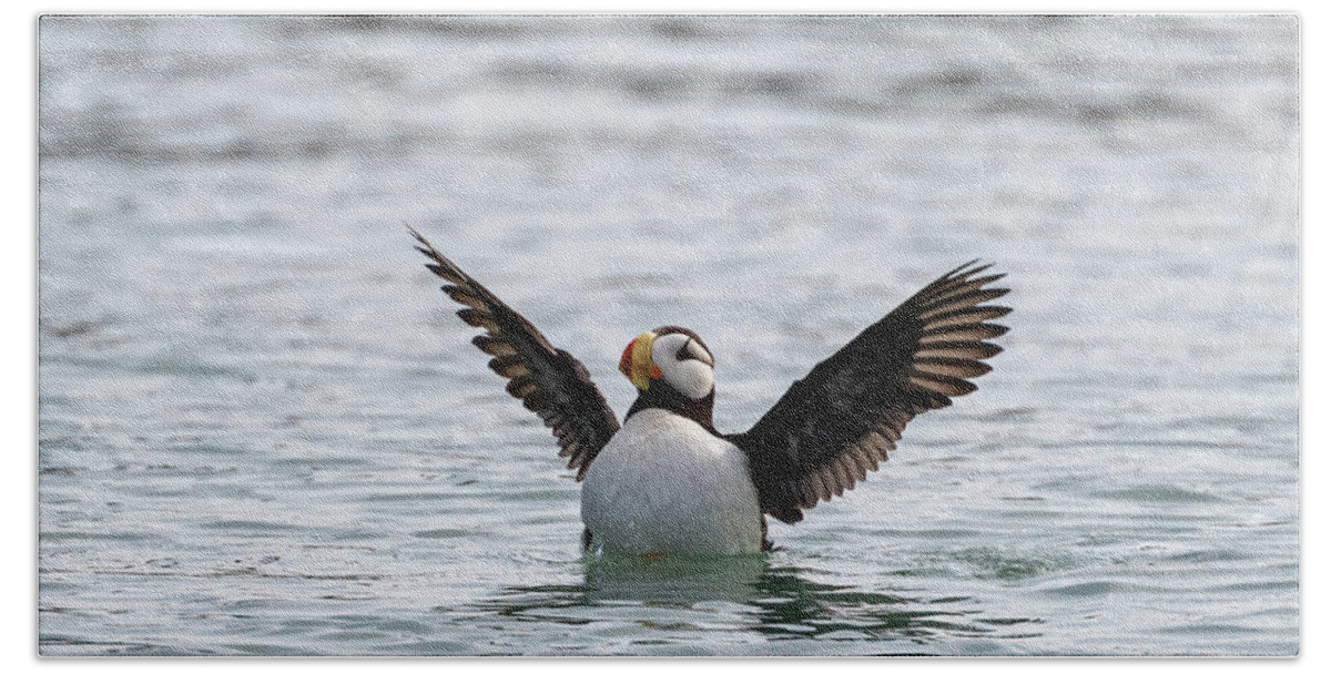 Puffin Beach Towel featuring the photograph Drying Wings by Mark Hunter