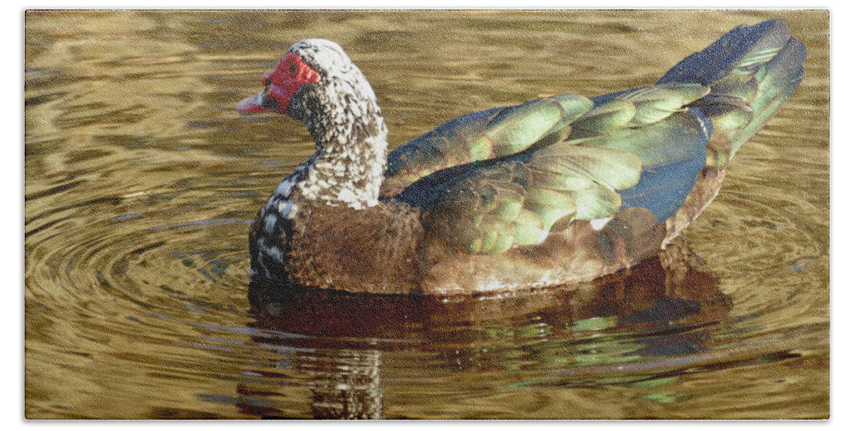 Duck Beach Towel featuring the photograph Duck on Golden Pond by Margaret Zabor