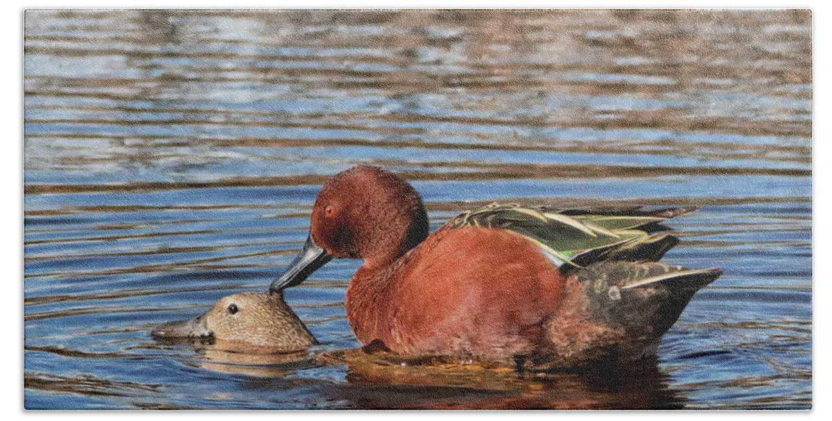Cinnamon Teal Beach Towel featuring the photograph Ducky Delight by Kathleen Bishop