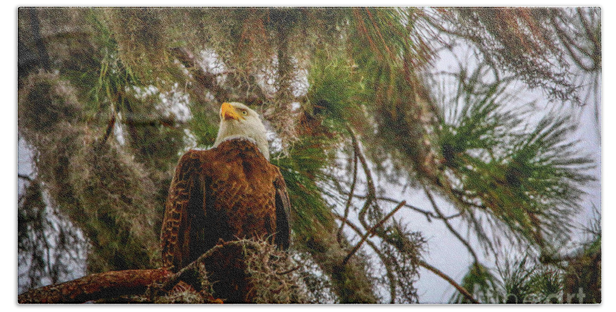 Eagle Beach Towel featuring the photograph Eagle in Tree by Tom Claud