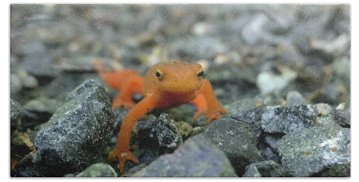 Salamander Beach Towel featuring the photograph Eastern Red Spotted Newt 2 by Amy E Fraser