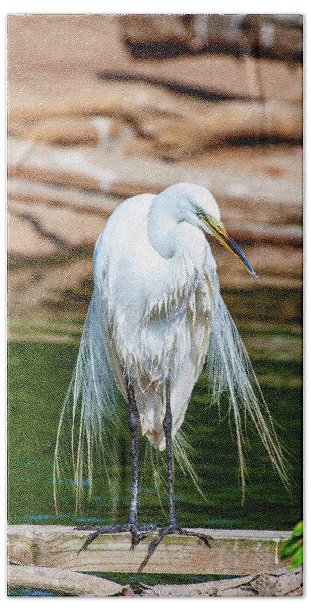  Great Egret Beach Towel featuring the photograph Great Egret Drying by Anthony Jones