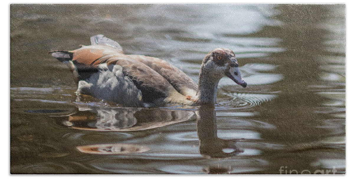 Egyptian Goose Beach Towel featuring the photograph Egyptian Goose Swimming by Eva Lechner