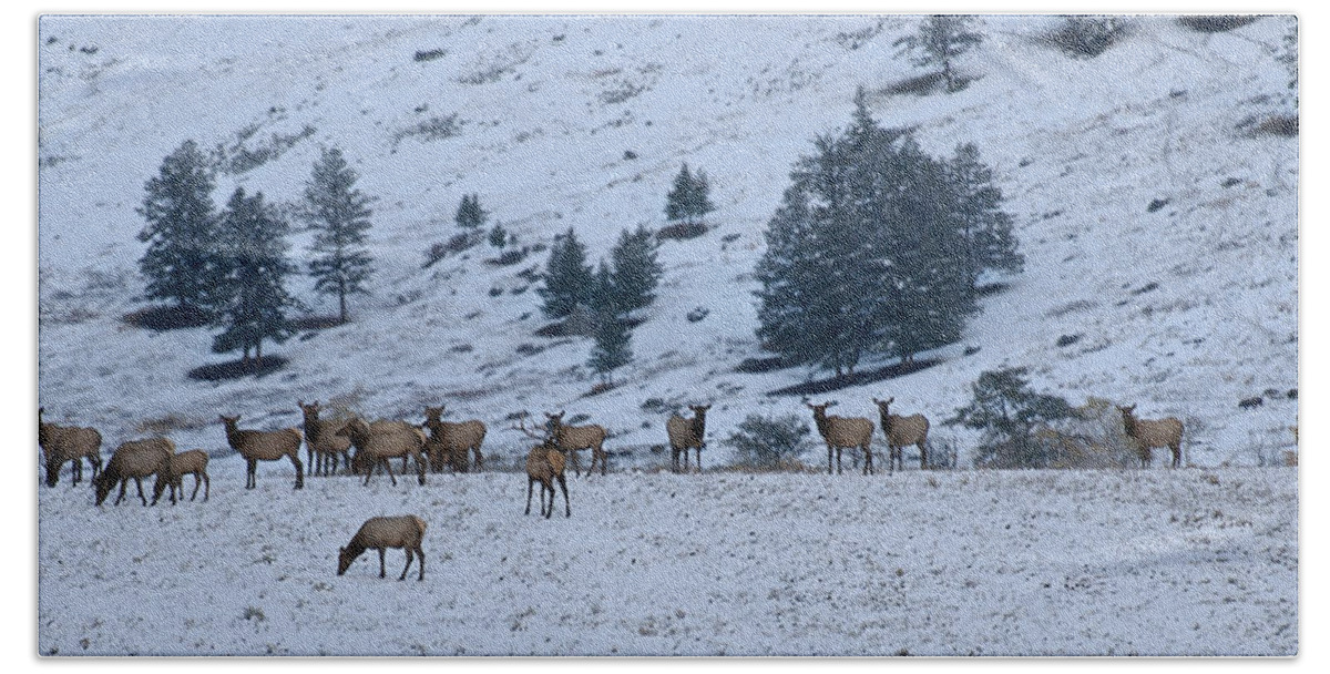 Yellowstone Beach Towel featuring the photograph Elk Herd First Snow by Ed Broberg
