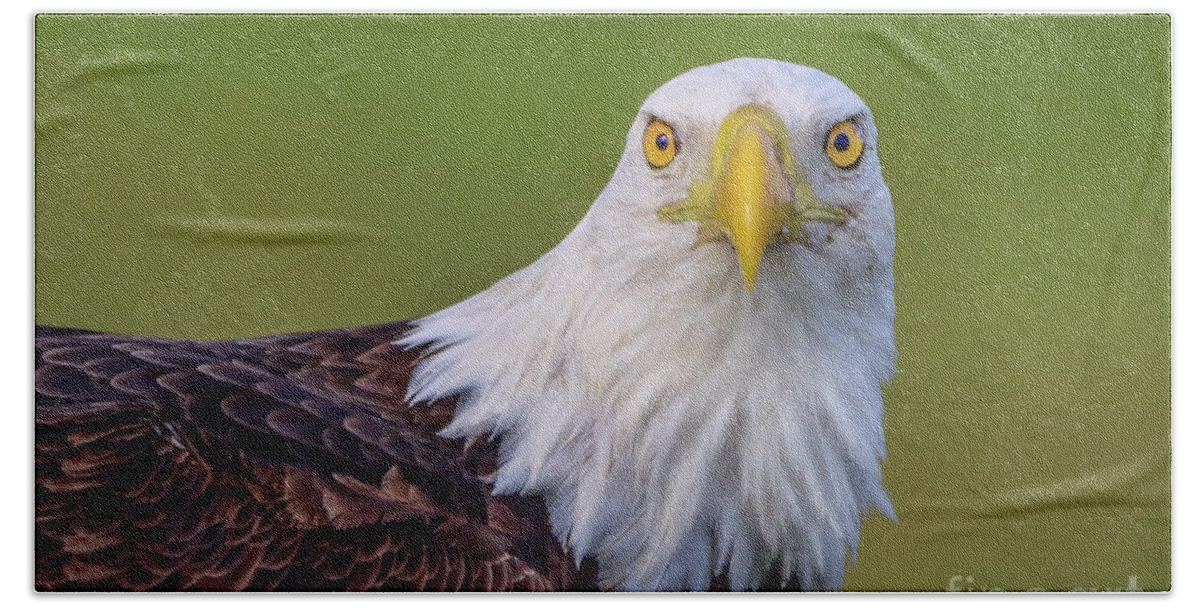 Eagle.bald Eagle Beach Towel featuring the photograph Face to Face Eagle by Tom Claud