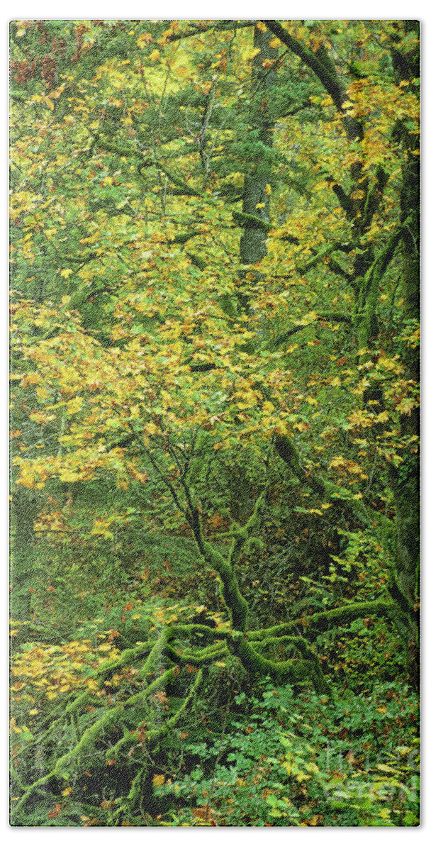 Dave Welling Beach Towel featuring the photograph Fall Color Big Leaf Maple Columbia River Gorge Oregon by Dave Welling