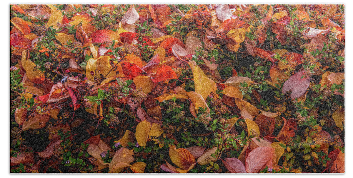 Fallen Leaves Beach Towel featuring the photograph Fallen colourful leaves in autumn by Torbjorn Swenelius