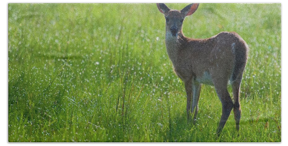 Fawn Beach Towel featuring the photograph Fawn in Dewy Grass by T Lynn Dodsworth