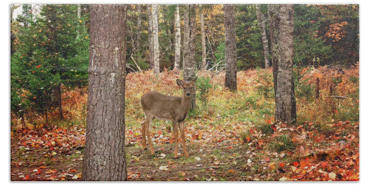 Fawn In The Fall Print Beach Towel featuring the photograph Fawn in the Fall Print by Gwen Gibson