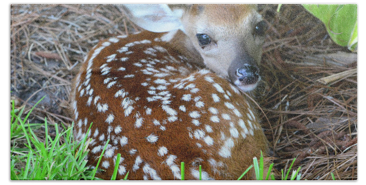 Deer Beach Towel featuring the photograph Fawn by Jerry Griffin