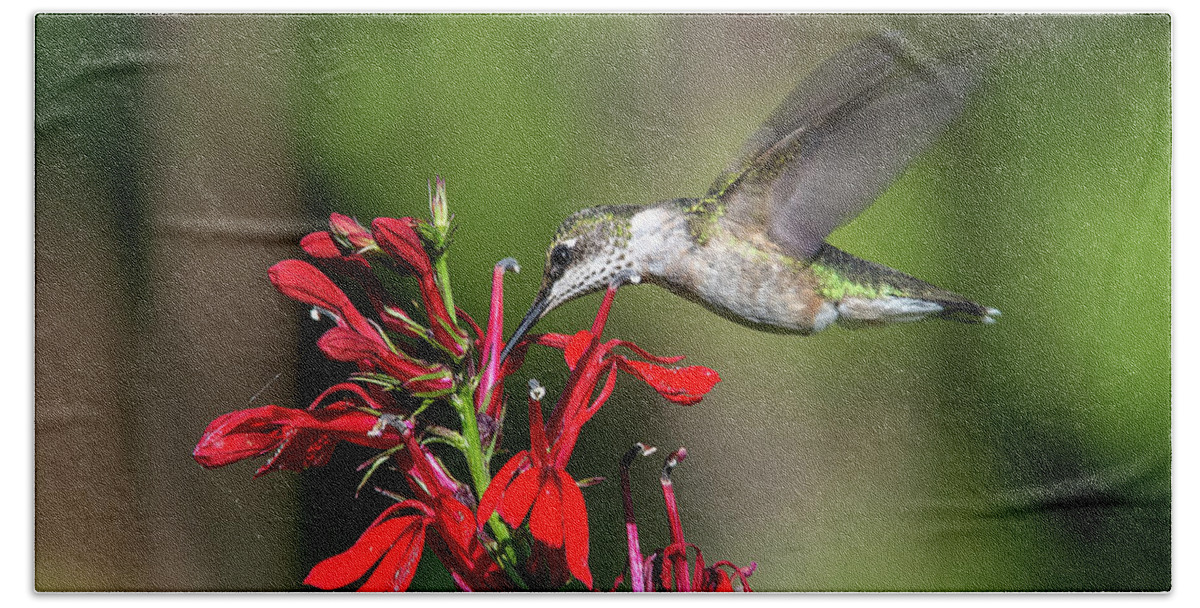 Nature Beach Towel featuring the photograph Female Ruby-throated Hummingbird DSB0319 by Gerry Gantt