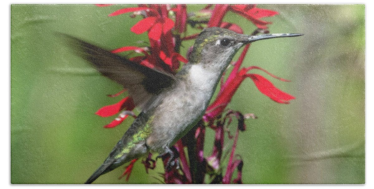 Nature Beach Towel featuring the photograph Female Ruby-throated Hummingbird DSB0325 by Gerry Gantt