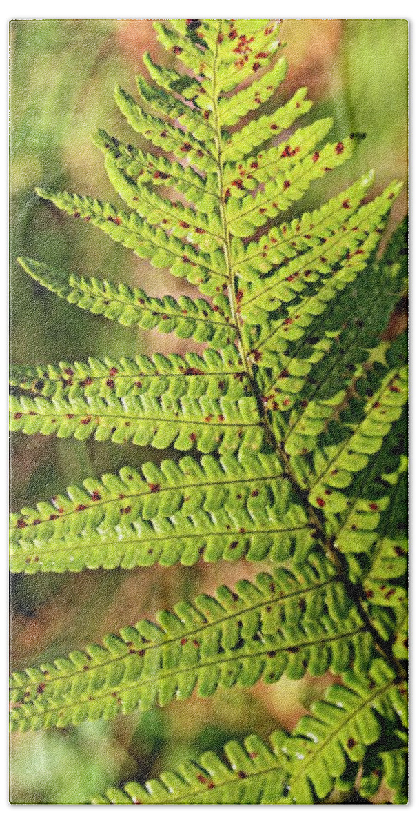 Fern Closeup Beach Towel featuring the photograph Fern close up by Martin Smith