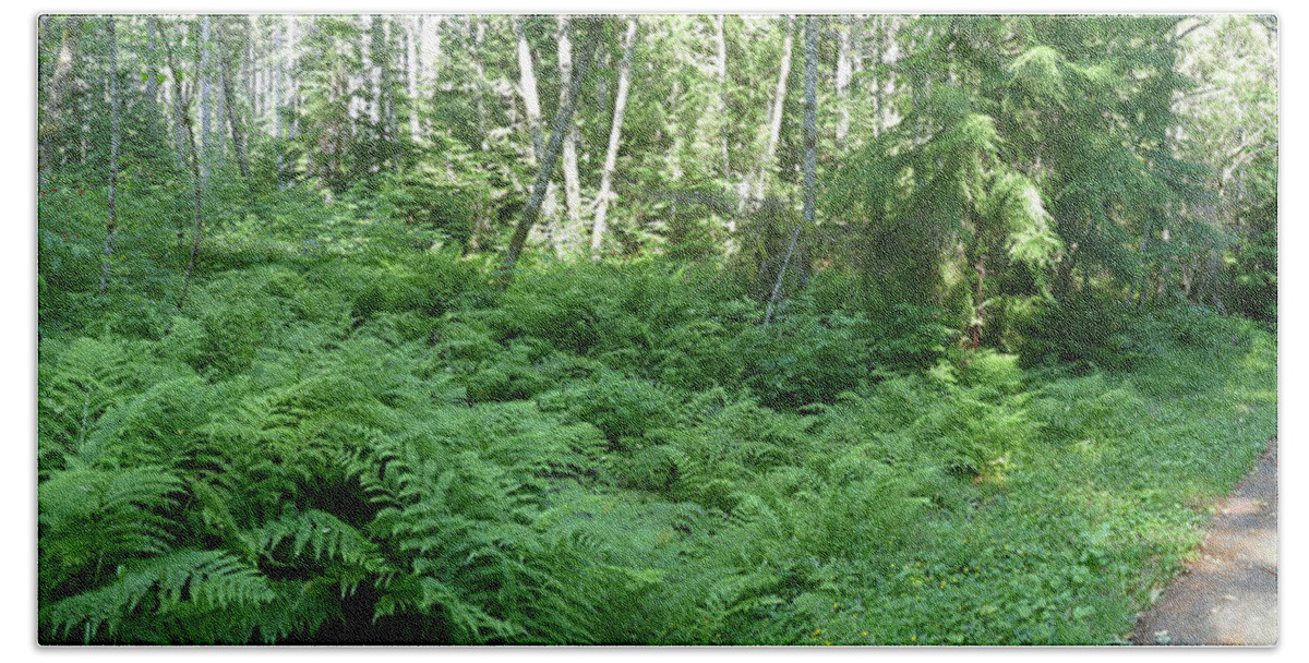 Helens Beach Towel featuring the photograph Fern undergrowth in mixed conifer and hardwood forest by Steve Estvanik