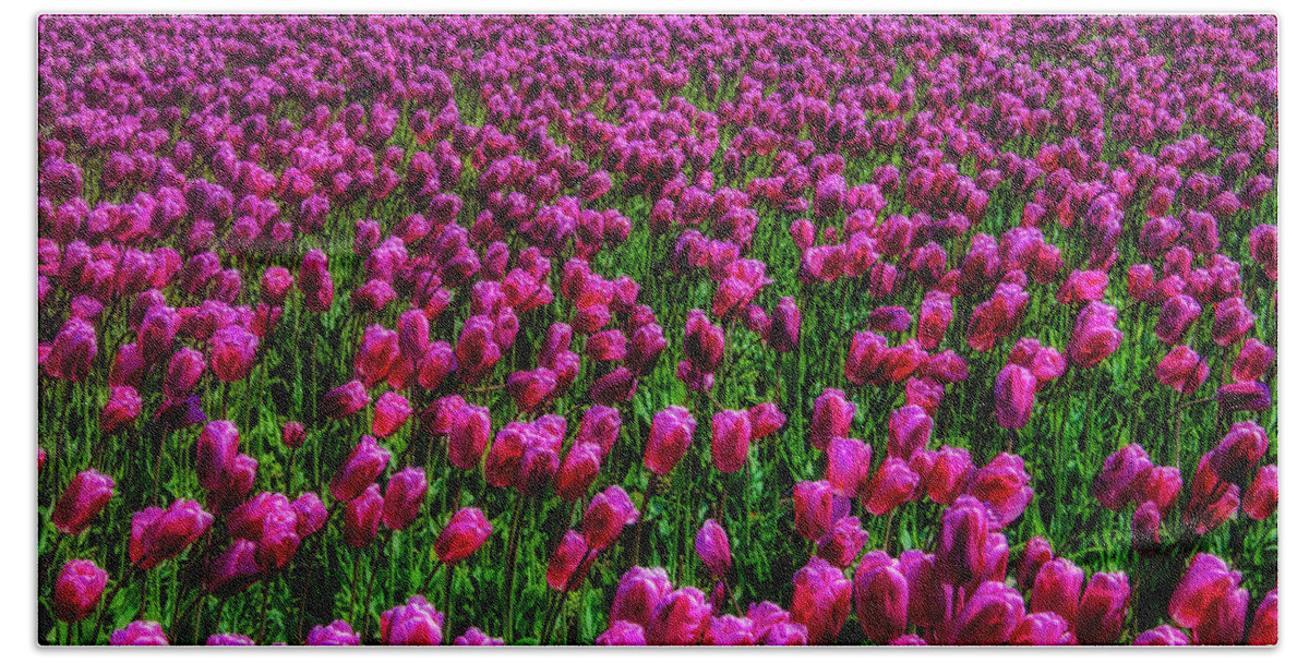 Tulip Beach Towel featuring the photograph Field Of Purple Tulips by Garry Gay