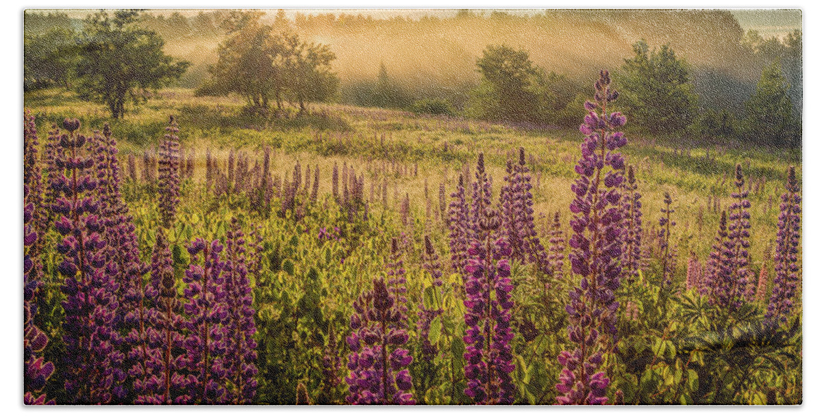Amazing New England Artworks Beach Towel featuring the photograph Fields Of Lupine by Jeff Sinon