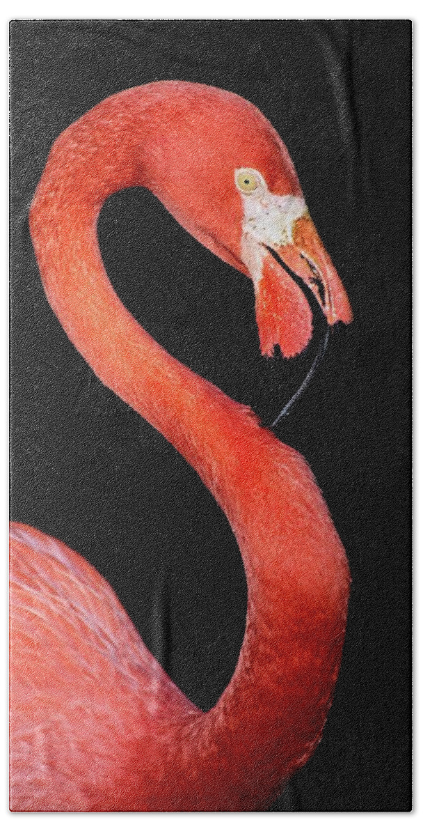 Flamingo Beach Towel featuring the photograph Flamingo Portrait by Steve DaPonte