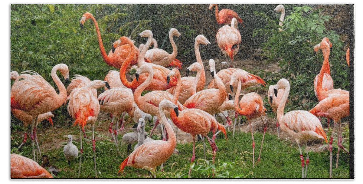 Cute Beach Towel featuring the photograph Flamingos outdoors by Top Wallpapers