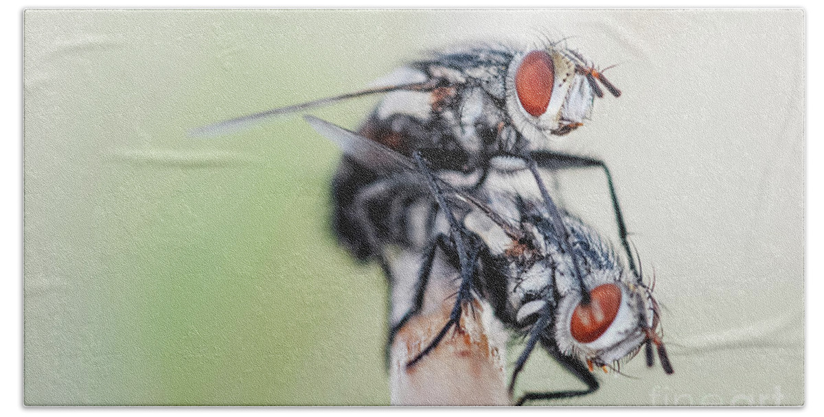 Flies Beach Towel featuring the photograph Flies Mating by Al Andersen