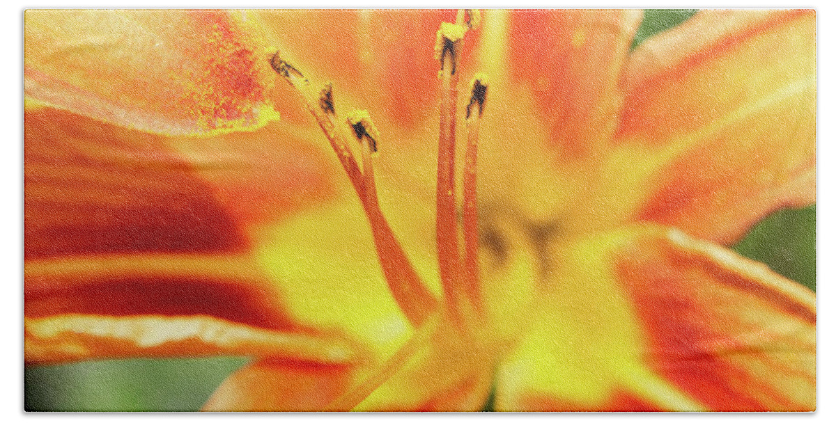 Day Lily Beach Sheet featuring the photograph Flower Pollen by Jason Fink