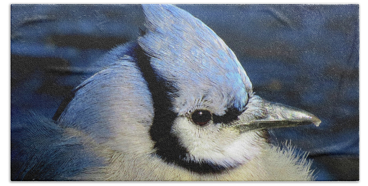 Blue Jay Beach Towel featuring the photograph Fluffy Blue Jay Close Up with Icy Beak by Linda Stern