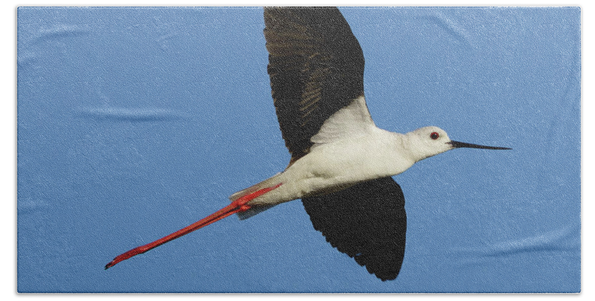 Black Beach Towel featuring the photograph Flying Black-Winged Stilt with Blue Sky by Pablo Avanzini
