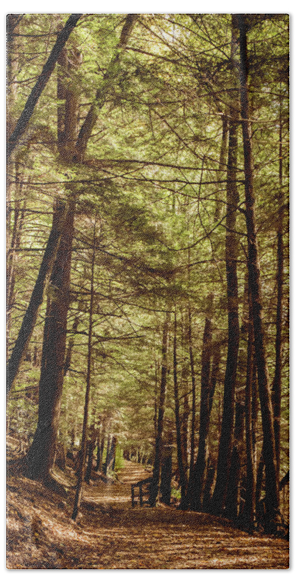 Terry Deluco Beach Towel featuring the photograph Follow The Path Cook Forest PA Square by Terry DeLuco