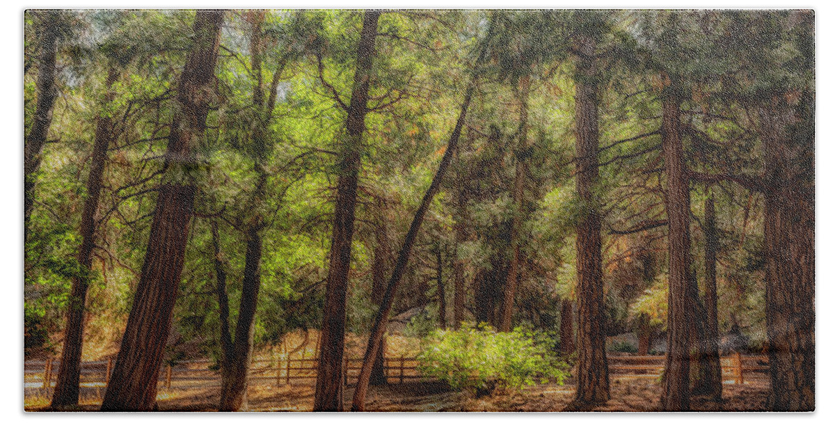 Pines Beach Towel featuring the photograph Forest Light II by Alison Frank