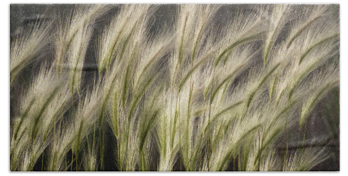 Photograph Beach Towel featuring the photograph Foxtail Barley Grass by Christy Garavetto