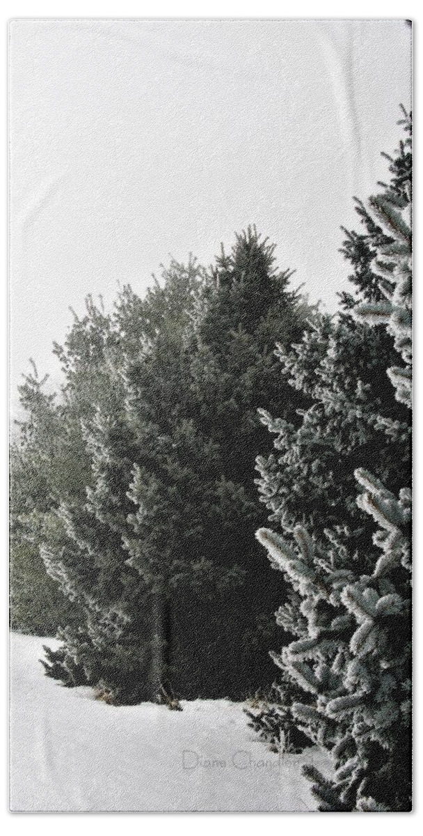 Snow Beach Towel featuring the photograph Frozen Fog on Conifers by Diane Chandler