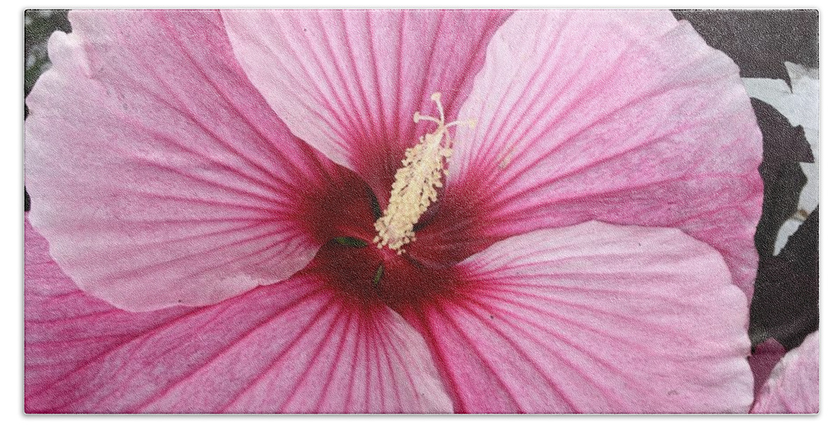 Hibiscus Beach Towel featuring the photograph Fuschia Fantastic by Anjel B Hartwell