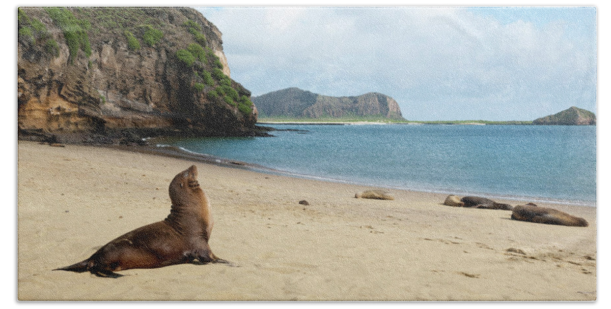 Animal In Habitat Beach Towel featuring the photograph Galapagos Sea Lion At Punta Pitt by Tui De Roy