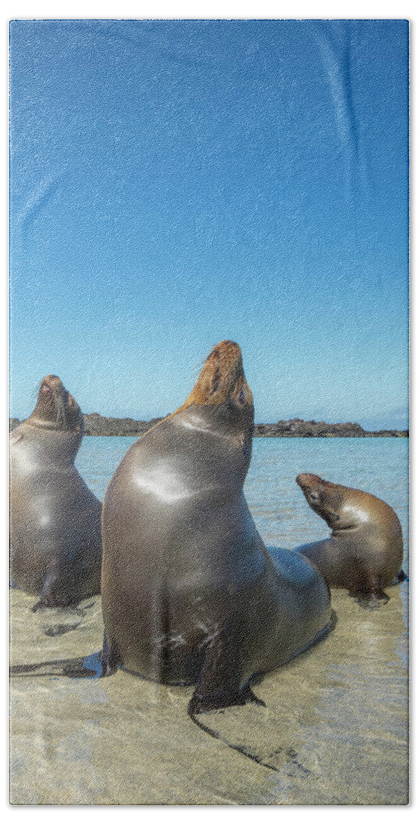 Animal Beach Towel featuring the photograph Galapagos Sea Lion Trio Basking by Tui De Roy