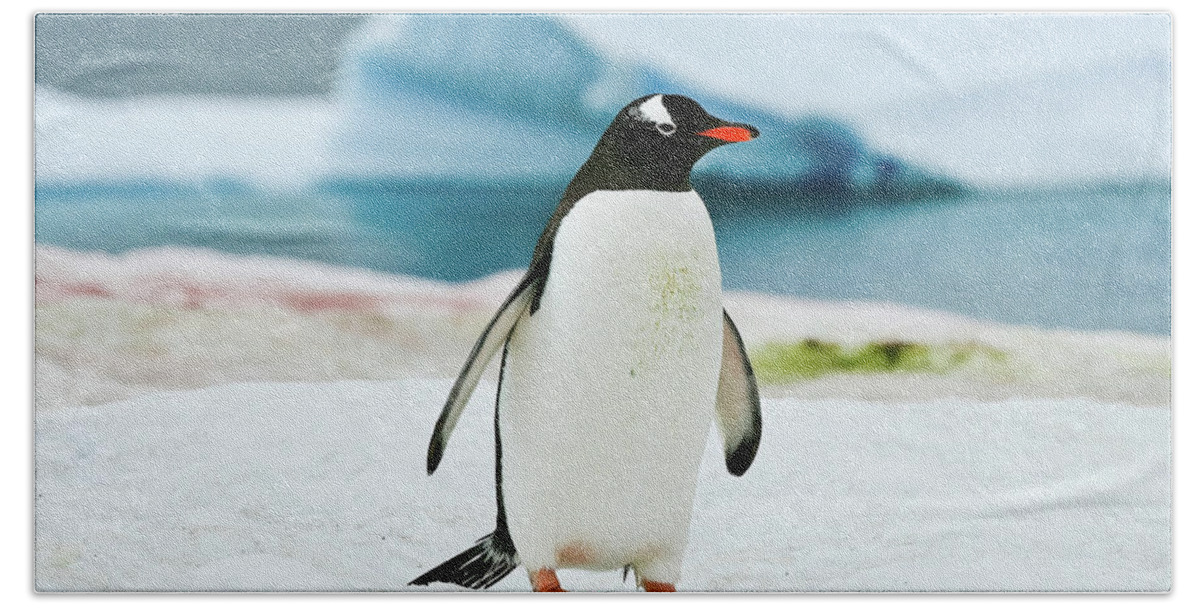 Gentoo Penguin Antarctica Beach Towel featuring the photograph Gentoo penguin Antarctica by Greg Smith