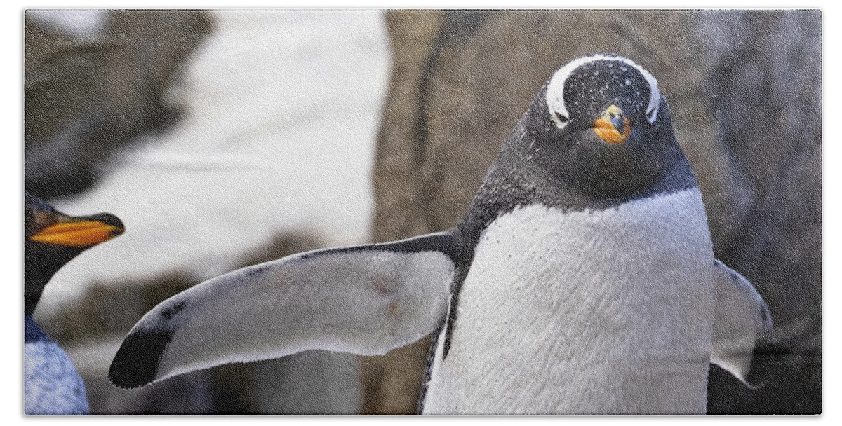 Penguin Beach Towel featuring the photograph Gentoo Penguin by Catherine Reading