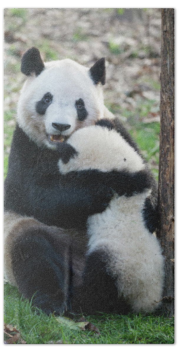 Suzi Eszterhas Beach Towel featuring the photograph Giant Panda Hugging Cub by Suzi Eszterhas