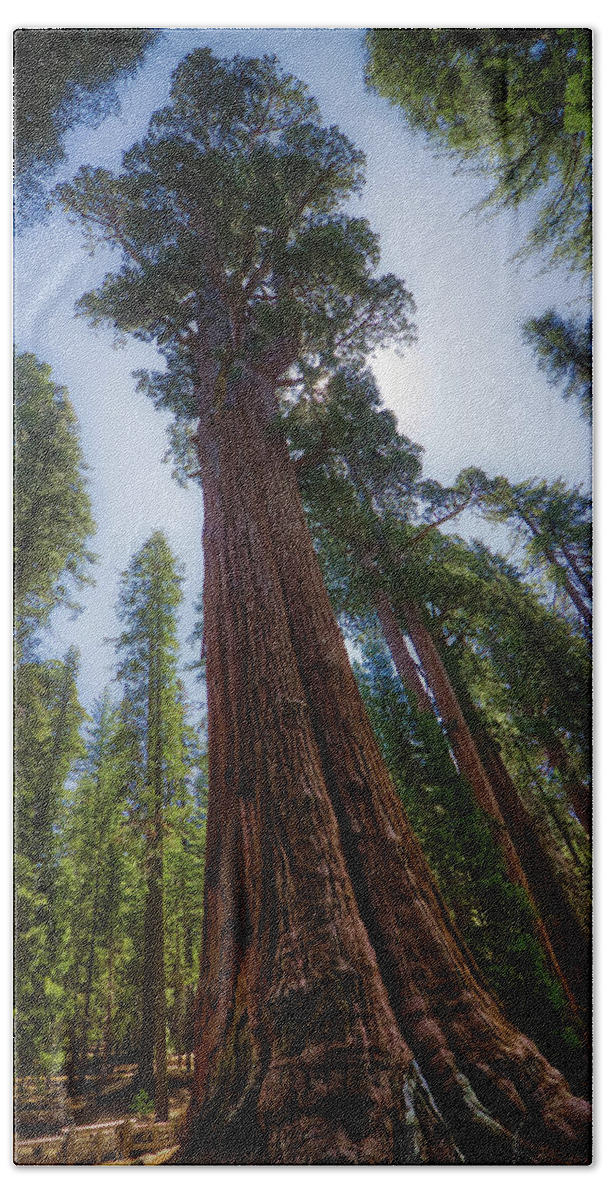 America Beach Towel featuring the photograph Giant Sequoia Tree by Andy Konieczny