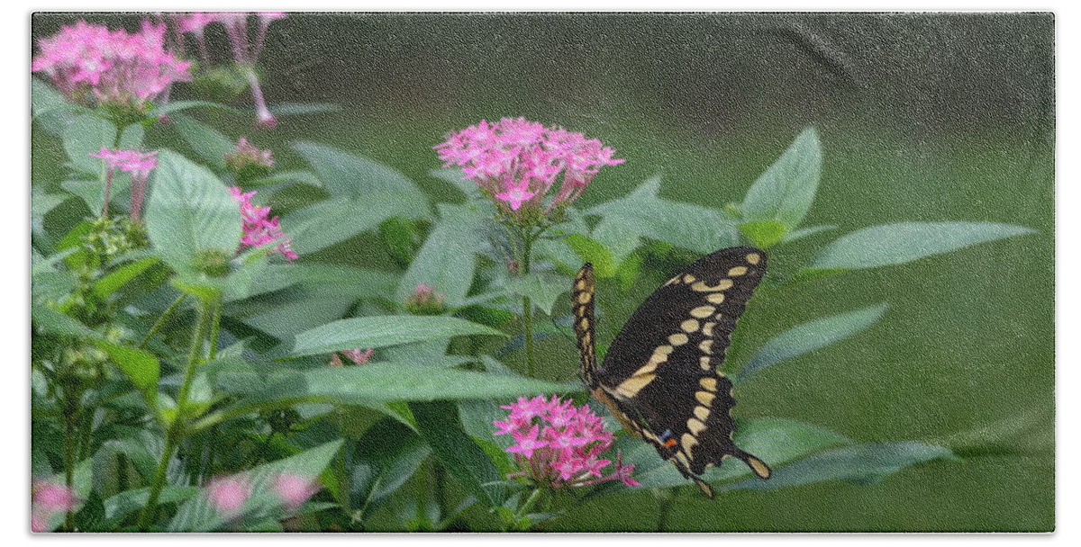 Giant Swallowtail Beach Towel featuring the photograph Giant Swallowtail Butterfly by Carla Parris