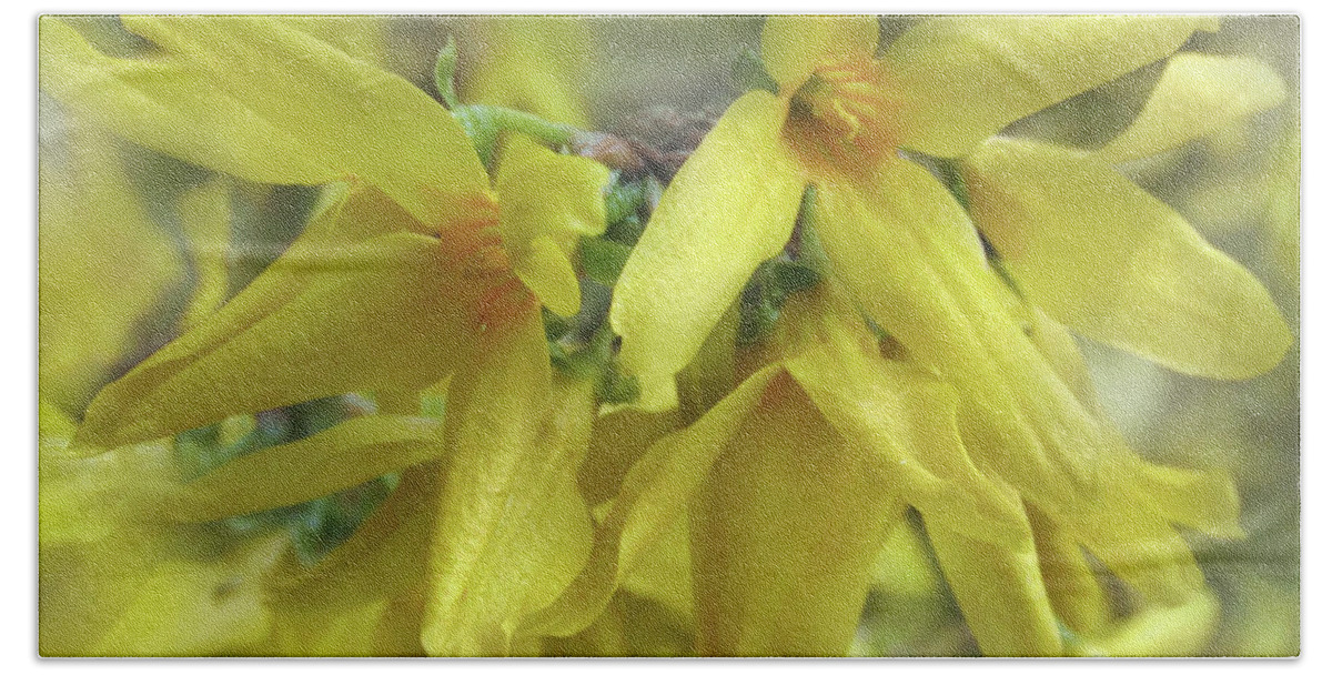 Forsythia Beach Towel featuring the photograph Glowing April 2 by Kim Tran