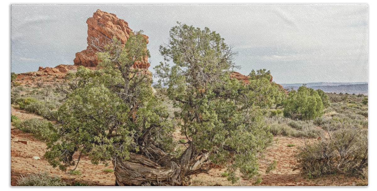 Arches National Park Beach Towel featuring the photograph Gnarled Juniper Trees Against Red Sandstone by Sue Smith