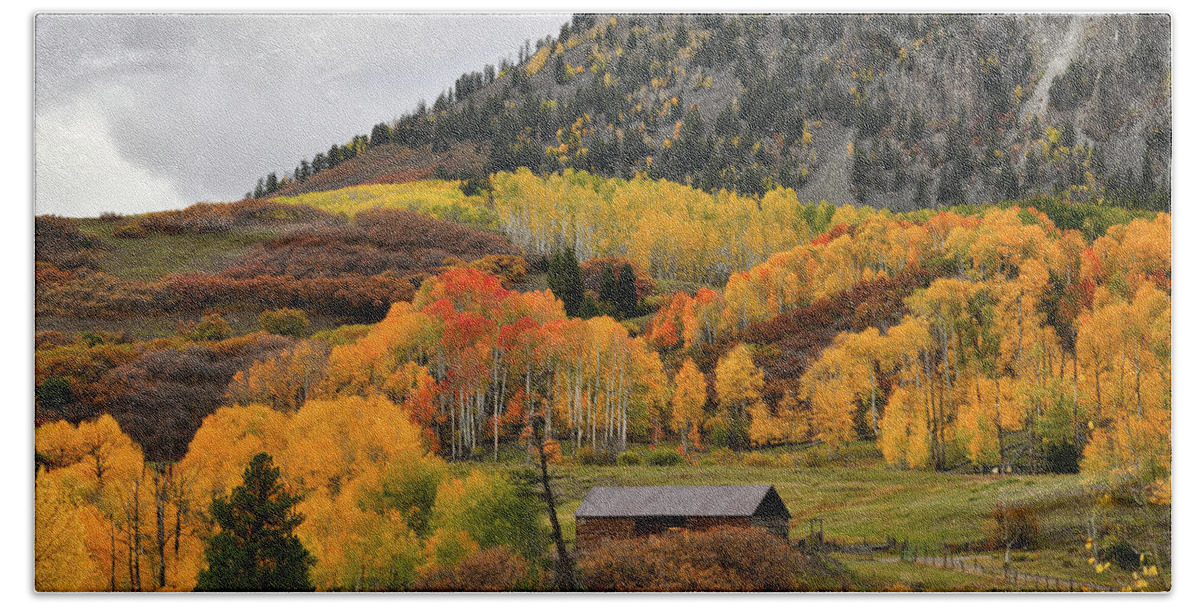 Colorado Beach Towel featuring the photograph Golden Aspens along Last Dollar Road by Ray Mathis