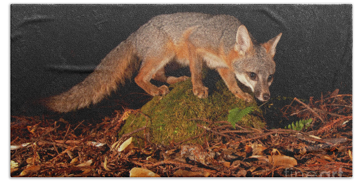 Gray Fox Beach Towel featuring the photograph Gray Fox Pausing On Rock by Max Allen